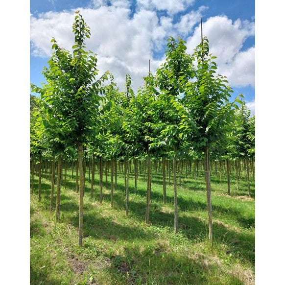 Alm - Ulmus 'New Horizon' - Stammens omkrets 16-18 cm, höjd 3,5-4 meter, HS,